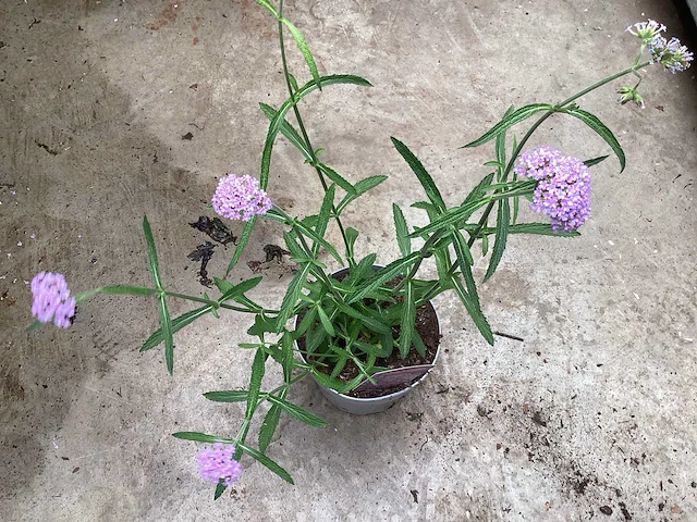 Verbena (40) - afbeelding 3 van  4