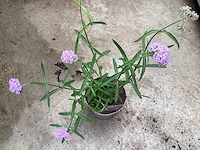 Verbena (40) - afbeelding 3 van  4