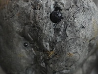 Verborgen camera rots - afbeelding 2 van  4