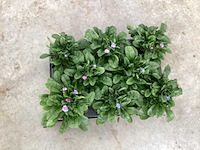 Vergeet mij nietjes (50x) - afbeelding 1 van  1