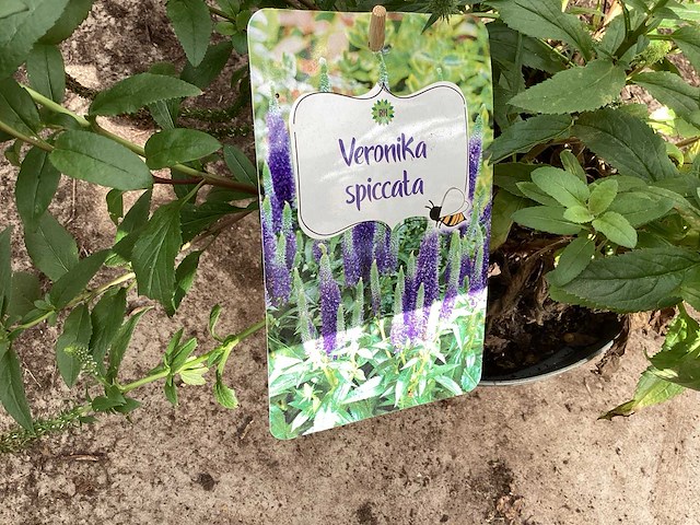 Veronica(30) - afbeelding 2 van  2