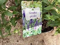 Veronica(30) - afbeelding 2 van  2