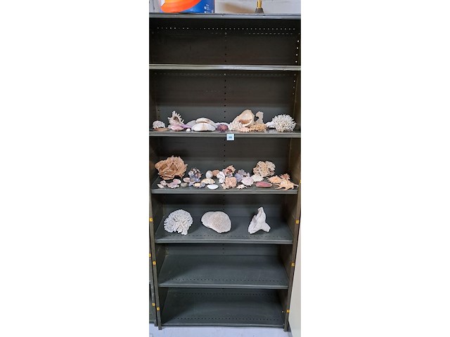 Verzameling schelpen - afbeelding 1 van  4
