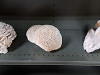 Verzameling schelpen - afbeelding 4 van  4