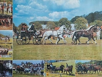 Verzameling van 8 hippische affiches en... - afbeelding 9 van  9
