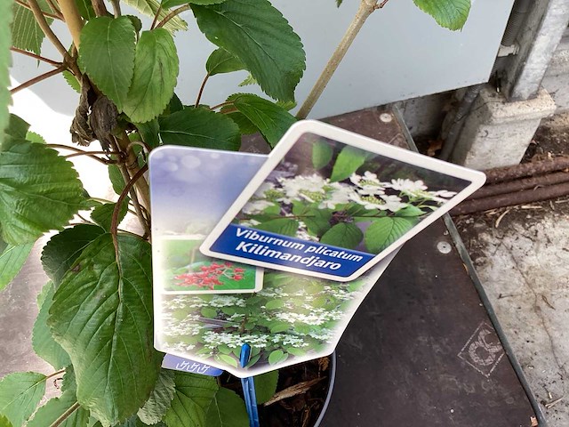 Viburnum kilimanjaro (20x) - afbeelding 1 van  2
