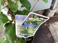 Viburnum kilimanjaro (20x) - afbeelding 1 van  2