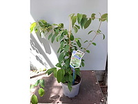 Viburnum kilimanjaro (20x) - afbeelding 2 van  2