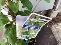 Viburnum kilimanjaro (20x)