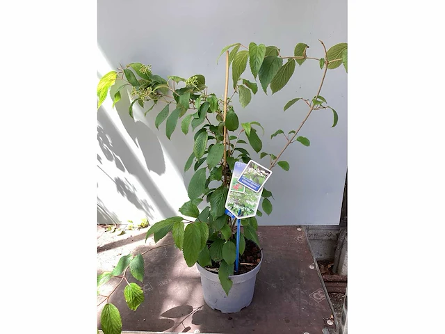 Viburnum kilimanjaro (20x) - afbeelding 2 van  2