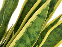Vidaxl kunst sanseveria (90 cm) - afbeelding 2 van  2