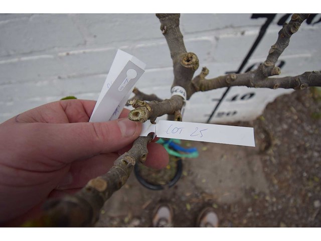 Vijgenboom - fruit tree - afbeelding 1 van  4