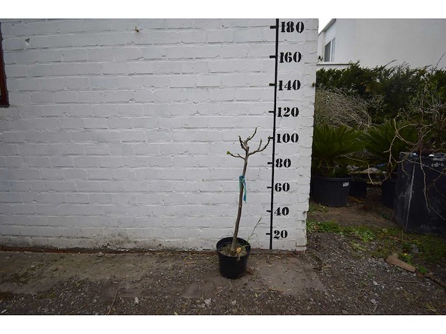 Vijgenboom - fruit tree - afbeelding 2 van  4