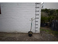 Vijgenboom - fruit tree - afbeelding 2 van  4