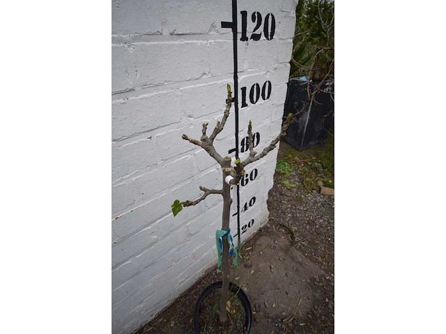 Vijgenboom - fruit tree - afbeelding 3 van  4