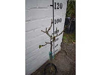 Vijgenboom - fruit tree - afbeelding 3 van  4