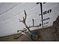 Vijgenboom - fruit tree - afbeelding 4 van  4