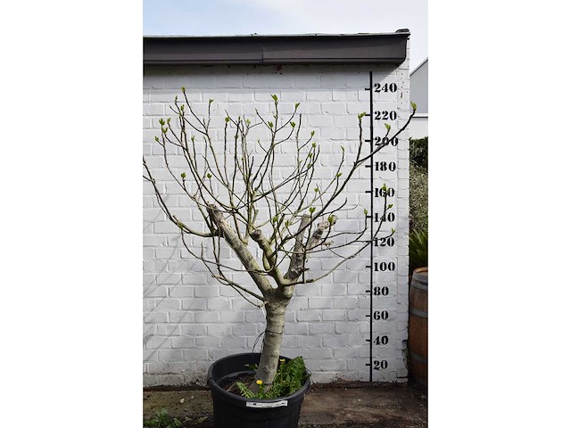 Vijgenboom - vrucht- / fruitboom - afbeelding 1 van  9