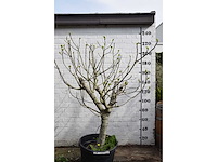 Vijgenboom - vrucht- / fruitboom - afbeelding 1 van  9