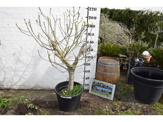 Vijgenboom - vrucht- / fruitboom - afbeelding 2 van  9