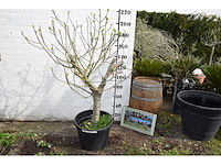 Vijgenboom - vrucht- / fruitboom - afbeelding 2 van  9
