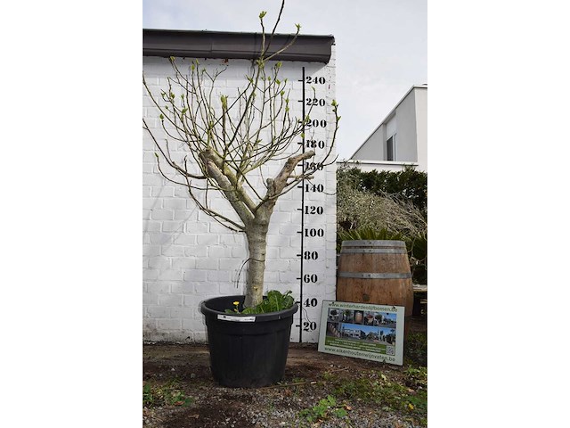 Vijgenboom - vrucht- / fruitboom - afbeelding 3 van  9