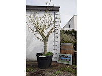 Vijgenboom - vrucht- / fruitboom - afbeelding 3 van  9