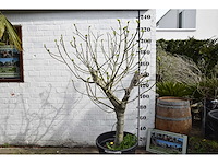 Vijgenboom - vrucht- / fruitboom - afbeelding 4 van  9