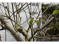 Vijgenboom - vrucht- / fruitboom - afbeelding 5 van  9