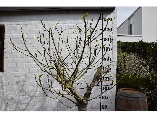 Vijgenboom - vrucht- / fruitboom - afbeelding 6 van  9