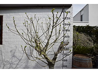 Vijgenboom - vrucht- / fruitboom - afbeelding 6 van  9