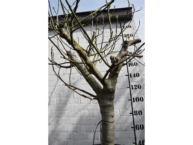 Vijgenboom - vrucht- / fruitboom - afbeelding 7 van  9