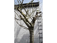 Vijgenboom - vrucht- / fruitboom - afbeelding 7 van  9