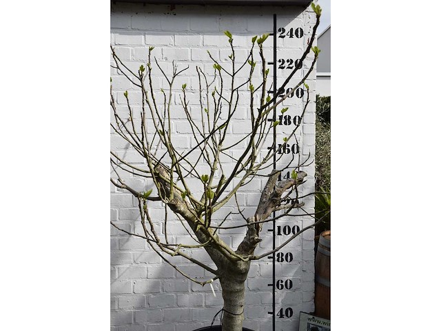 Vijgenboom - vrucht- / fruitboom - afbeelding 8 van  9
