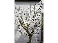 Vijgenboom - vrucht- / fruitboom - afbeelding 8 van  9