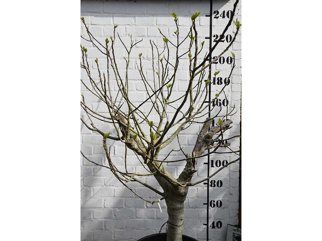 Vijgenboom - vrucht- / fruitboom - afbeelding 9 van  9
