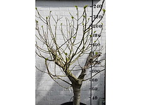 Vijgenboom - vrucht- / fruitboom - afbeelding 9 van  9