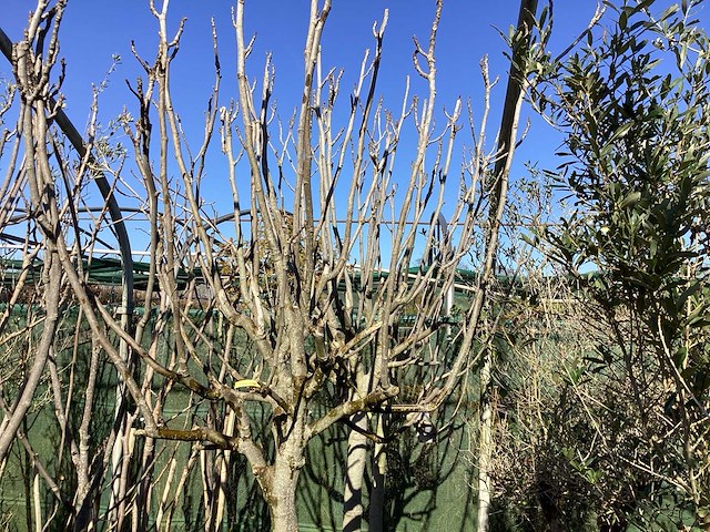 Vijgenboom - afbeelding 1 van  3