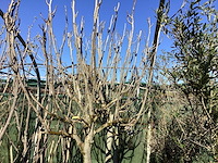 Vijgenboom - afbeelding 1 van  3