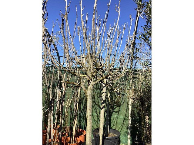 Vijgenboom - afbeelding 2 van  3