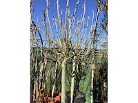 Vijgenboom - afbeelding 2 van  3