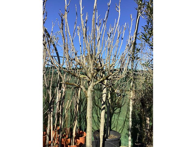 Vijgenboom - afbeelding 3 van  3