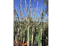 Vijgenboom - afbeelding 2 van  3