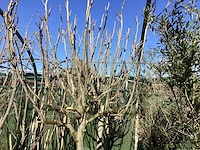 Vijgenboom