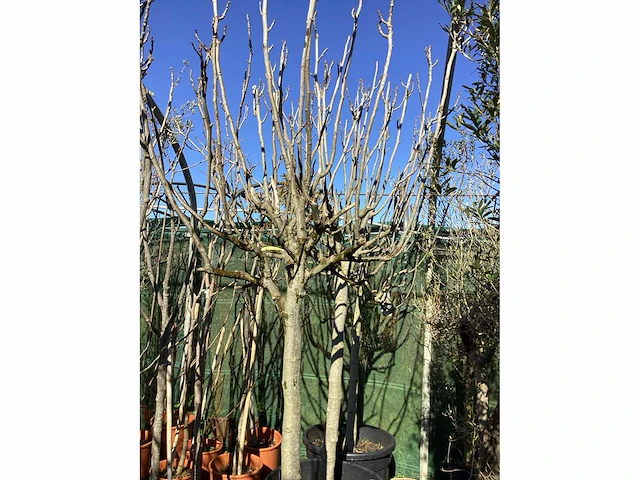 Vijgenboom - afbeelding 3 van  3