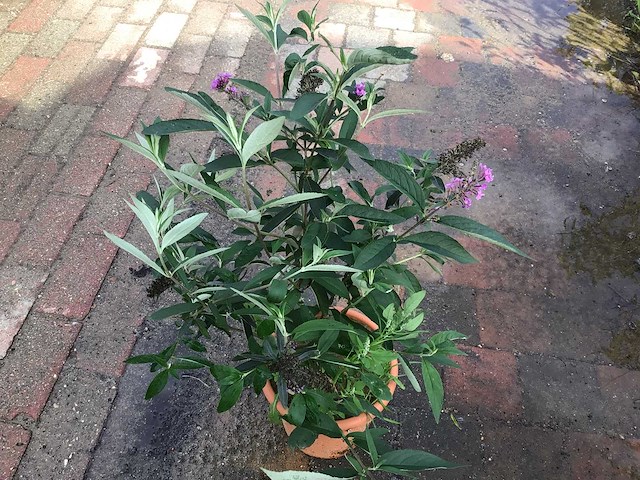 Vlinderstruiken verschillende kleuren (x35) - afbeelding 2 van  2