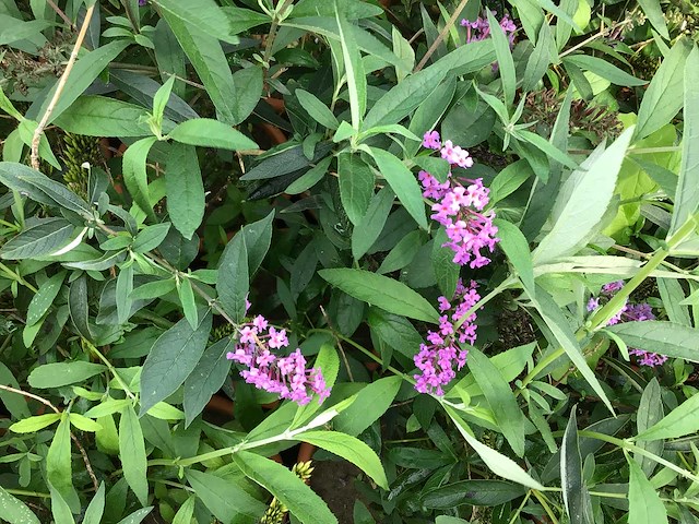 Vlinderstruiken verschillende kleuren (x35) - afbeelding 1 van  2