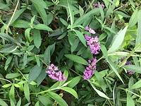 Vlinderstruiken verschillende kleuren (x35)
