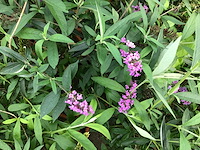 Vlinderstruiken (x20)