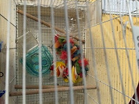 Vogelkooi met toebehoren - afbeelding 4 van  4